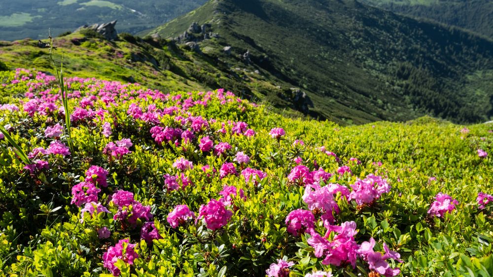 Sikkim Rhododendron Flowers Spring Himalayas - Car Rentel Blog
